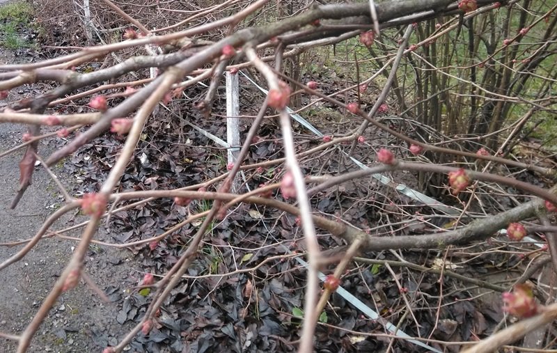 На Закарпатті зацвіли перші весняні квіти, а на деревах з'я..., фото-4 На Закарпатті зацвіли перші весняні квіти, а на деревах з'явилися бруньки (ФОТОФАКТ), фото-4