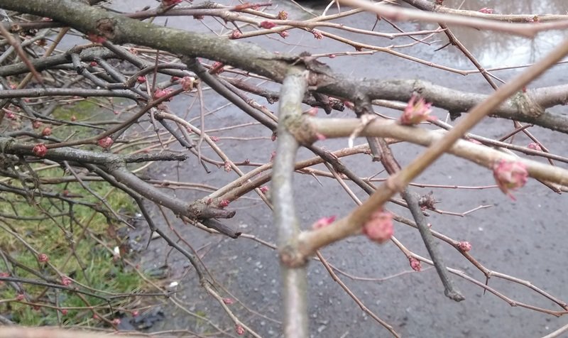 На Закарпатті зацвіли перші весняні квіти, а на деревах з'я..., фото-5 На Закарпатті зацвіли перші весняні квіти, а на деревах з'явилися бруньки (ФОТОФАКТ), фото-5
