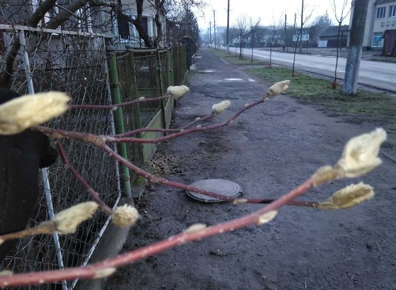 На Закарпатті зацвіли перші весняні квіти, а на деревах з'я..., фото-3 На Закарпатті зацвіли перші весняні квіти, а на деревах з'явилися бруньки (ФОТОФАКТ), фото-3
