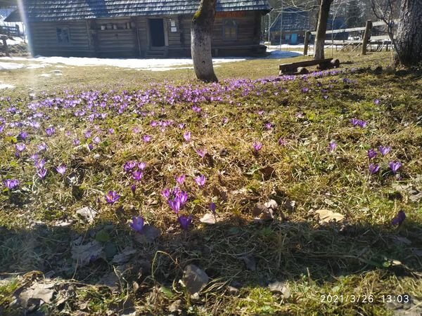 Фіолетовий килим: у закарпатській Колочаві розцвіли крокуси