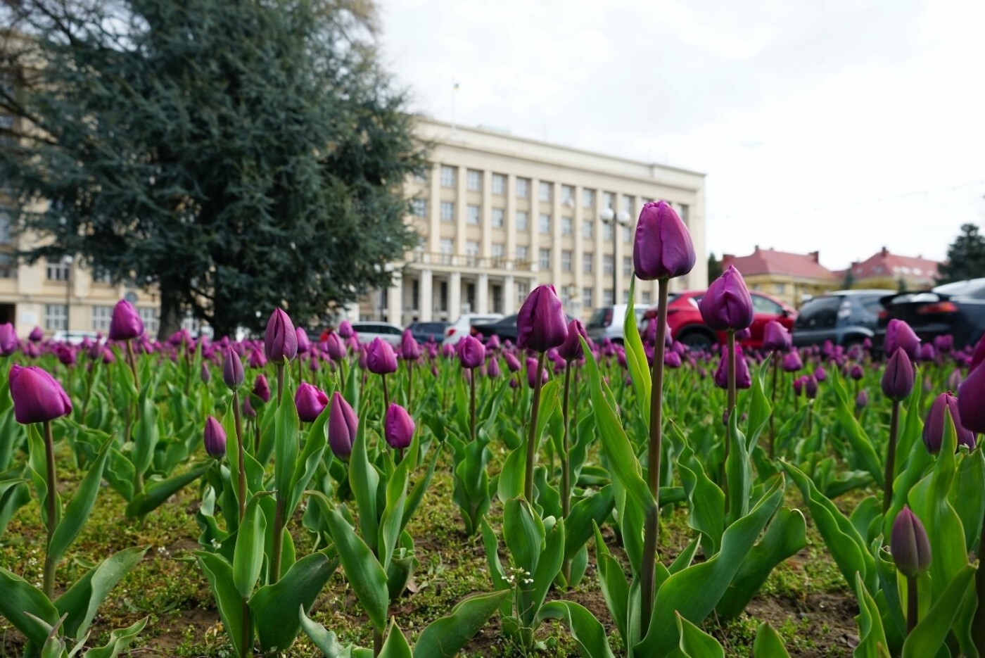 Фото дня: неймовірні світлини Ужгорода у весняній красі, фото-11 Фото дня: неймовірні світлини Ужгорода у весняній красі, фото-11