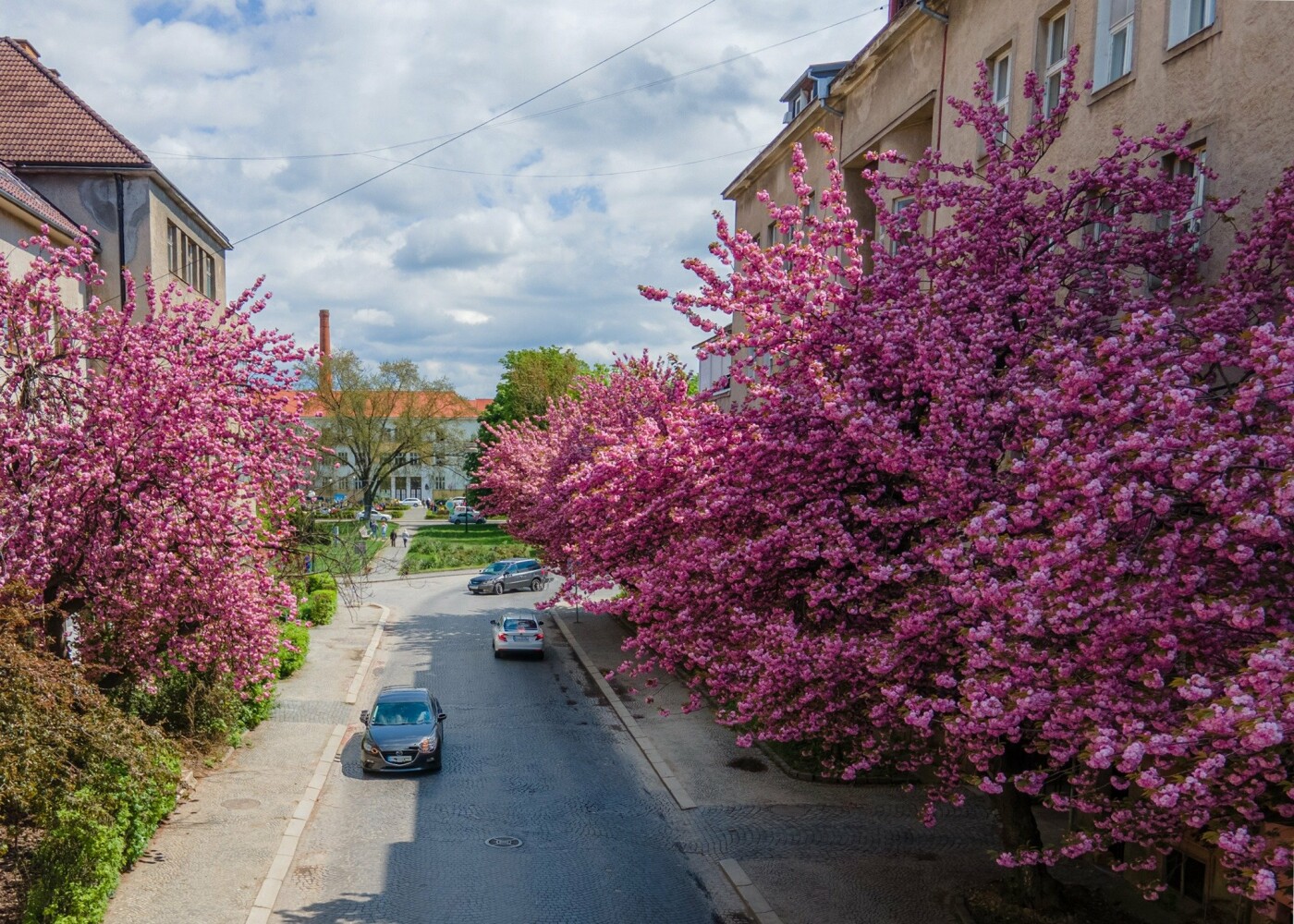 Фото дня: Ужгород вкритий  рожевим цвітом сакур, фото-10