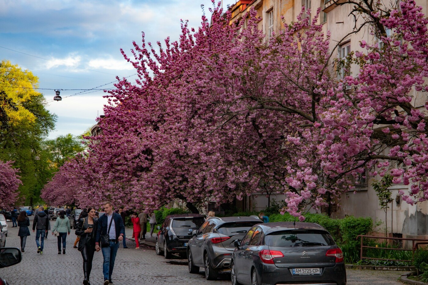 Фото дня: Ужгород вкритий  рожевим цвітом сакур, фото-14