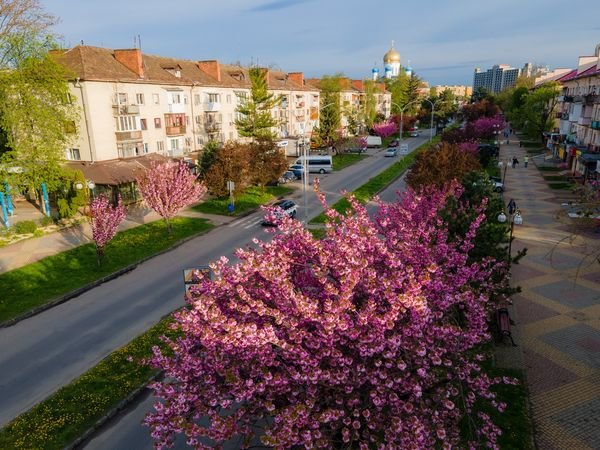 Фото дня: Ужгород вкритий  рожевим цвітом сакур