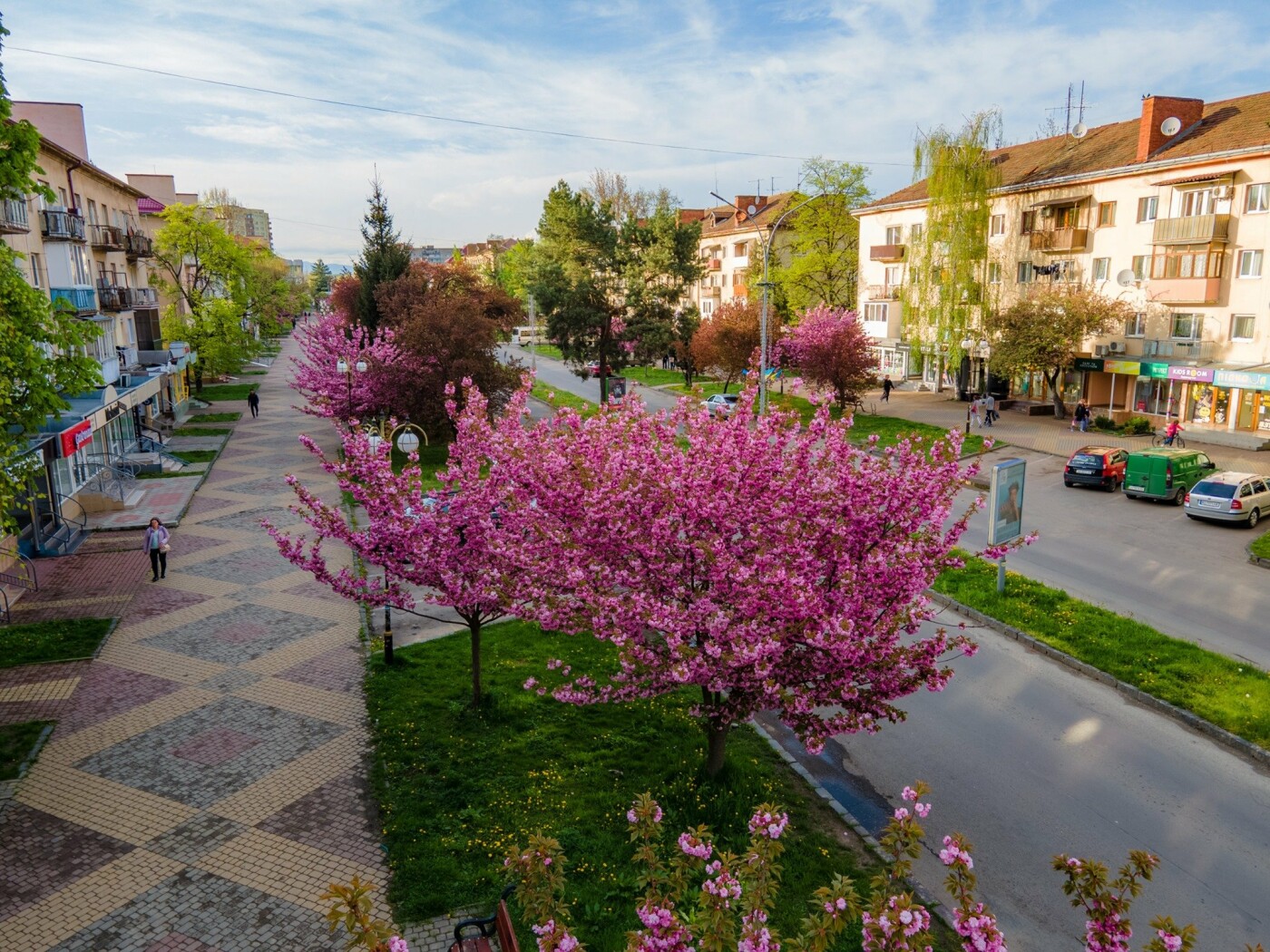 Фото дня: Ужгород вкритий  рожевим цвітом сакур, фото-2