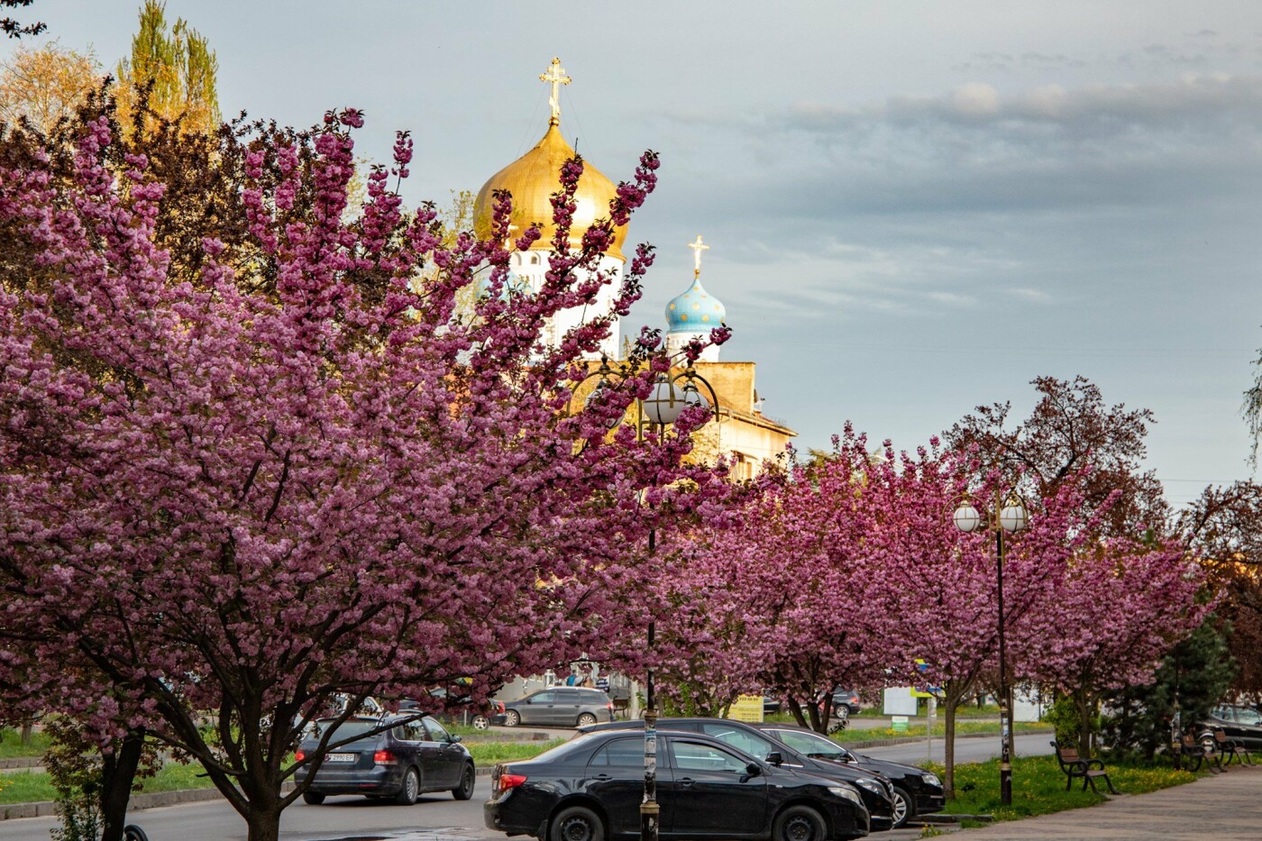 Фото дня: Ужгород вкритий  рожевим цвітом сакур, фото-7