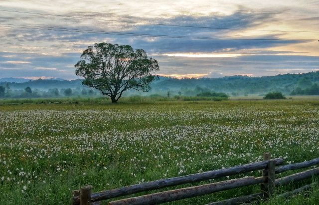Фото дня: Неймовірні світлини квітучої долини нарцисів (ФОТО), фото-3
