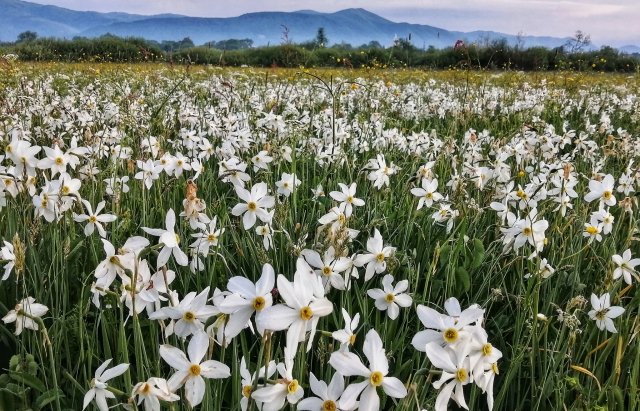 Фото дня: Неймовірні світлини квітучої долини нарцисів (ФОТО), фото-4