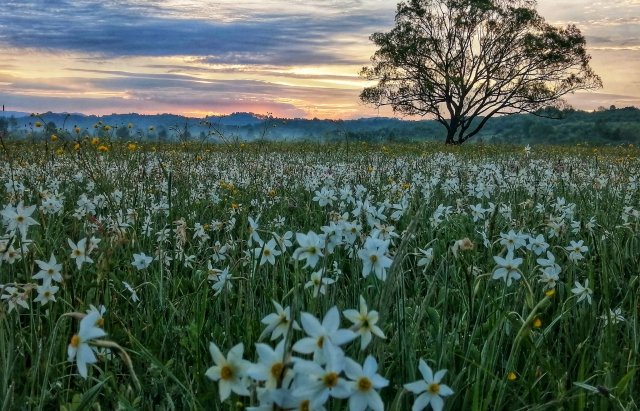 Фото дня: Неймовірні світлини квітучої долини нарцисів (ФОТО), фото-5