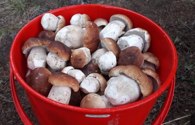 Білі гриби приносять відрами: у Карпатах стартував сезон тихого полювання (ФОТО)