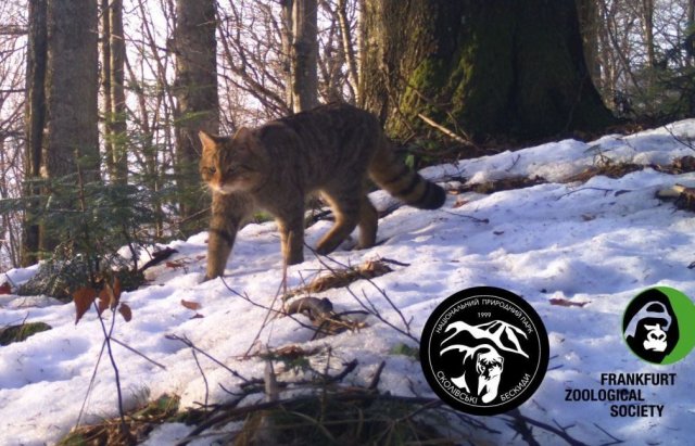 Фотопастка спіймала лісового кота на полюванні