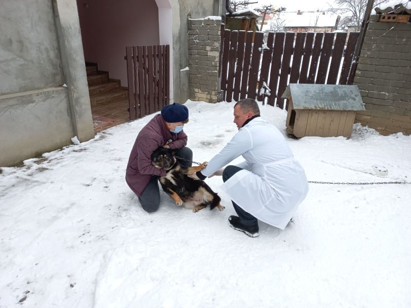 На Мукачівщині щеплять домашніх тварин, щоб не допустити поширення захворювання на сказ