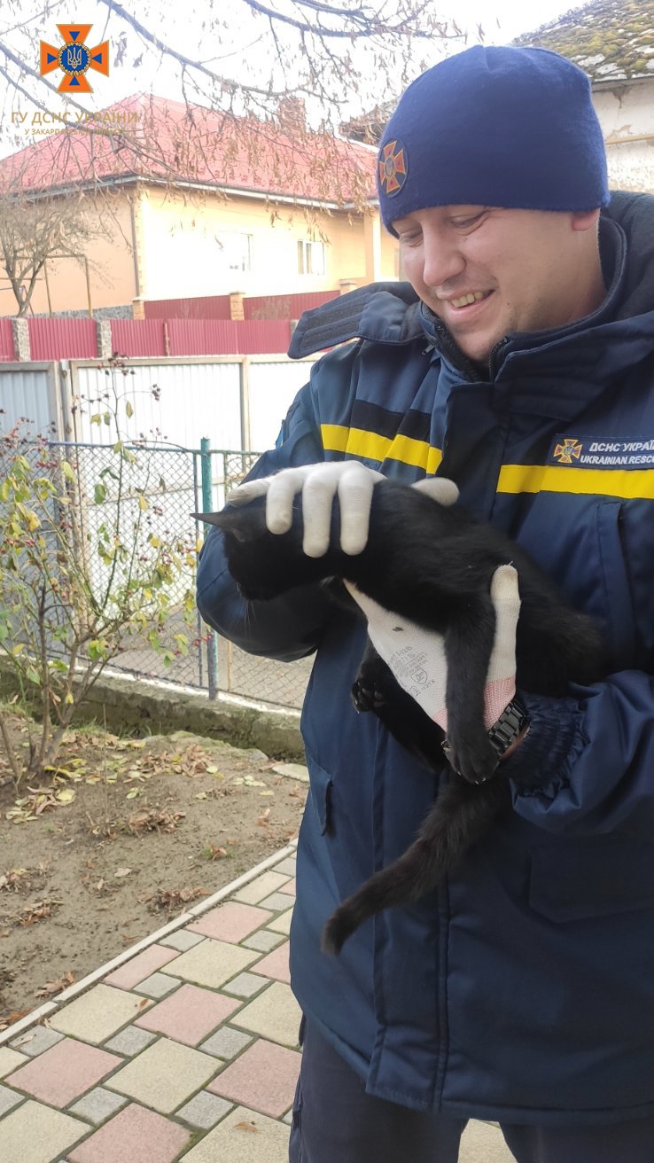 Ужгородські рятувальники допомогли коту, який два дні не міг злізти з дерева