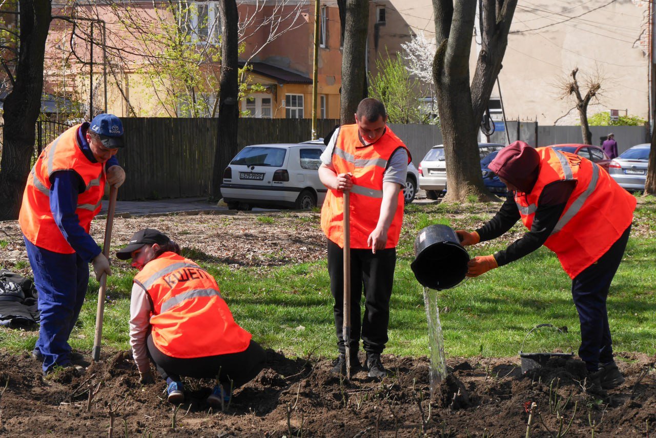 Ще понад 900 кущів троянд прикрасять клумби та зелені зони в Ужгороді