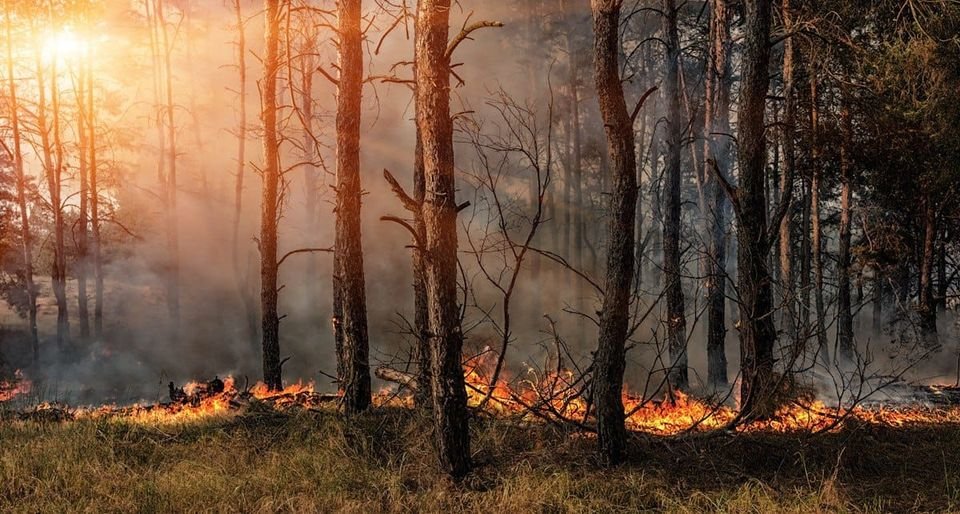 Ліси Закарпаття заборонили відвідувати без лісової охорони