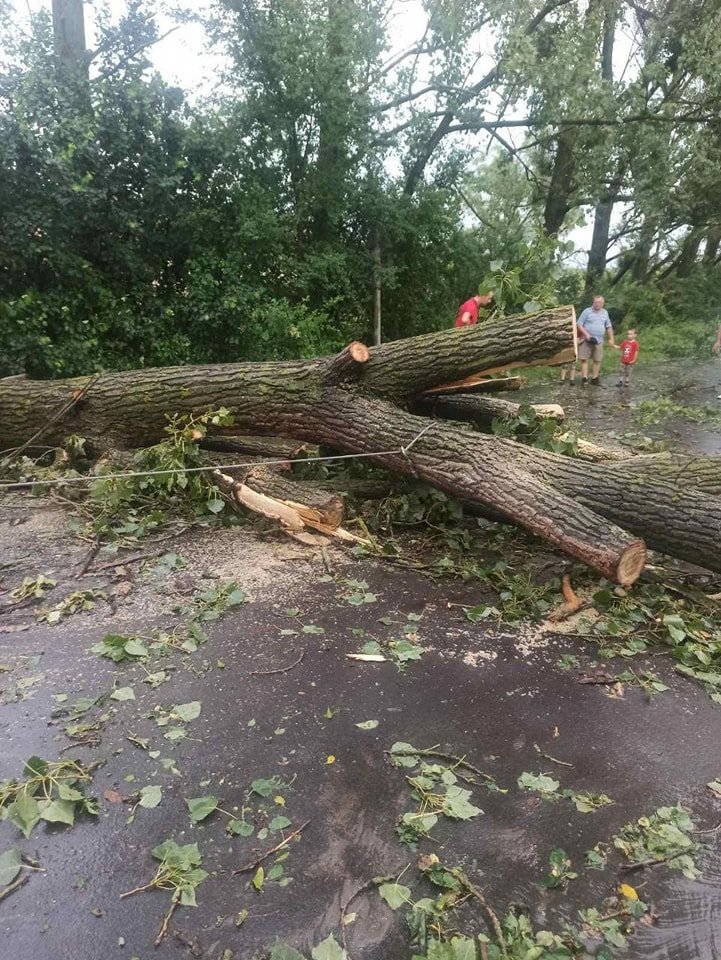 Повалені дерева та пошкоджений дах: на Берегівщині вирувала негода