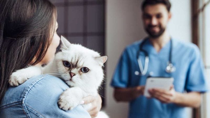 Закарпатці можуть безоплатно вакцинувати домашніх тварин від сказу