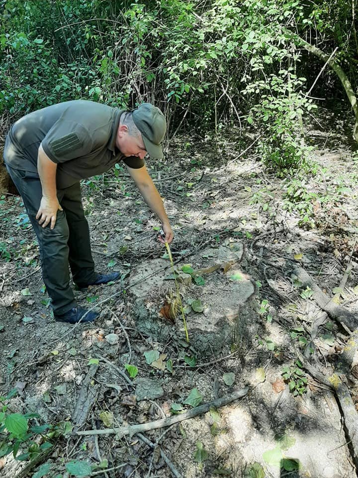 На Закарпатті екологи в одній з громад виявили незаконну рубку на понад 9 млн гривень