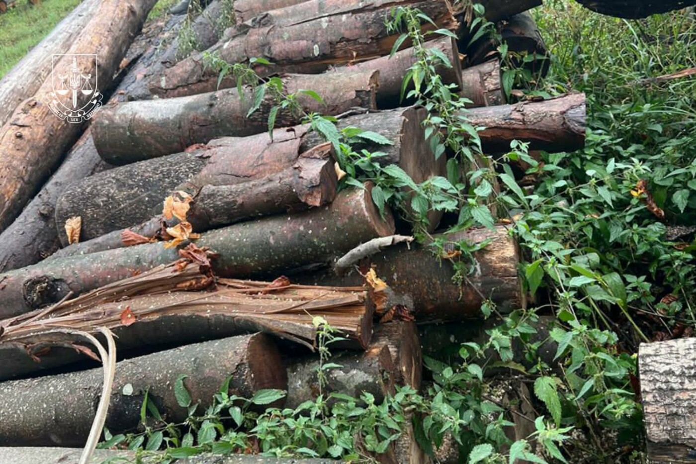 На Закарпатті викрито незаконну вирубку лісу у природно-заповідному фонді - двом особам повідомлено про підозру, фото-1