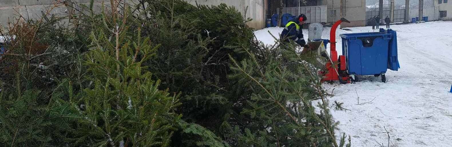 Ужгородців просять залишати ялинки біля сміттєвих майданчиків