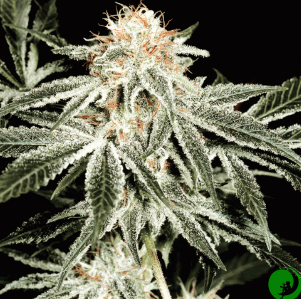 Качественные семена марихуаны прививание конопли